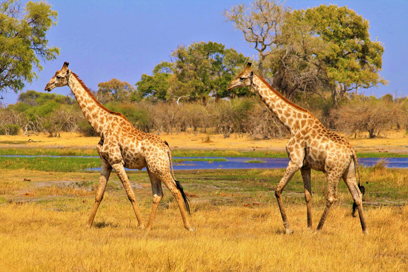 Okavango Delta, Botswana visual study 02