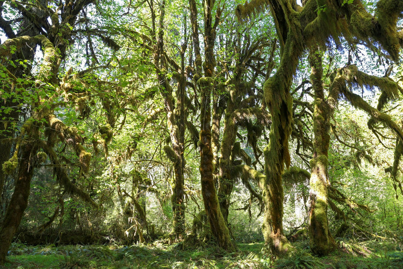 Olympic National Park, Washington visual study 02