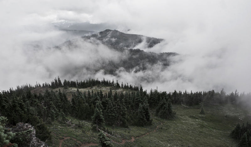 Olympic National Park, Washington visual study 03