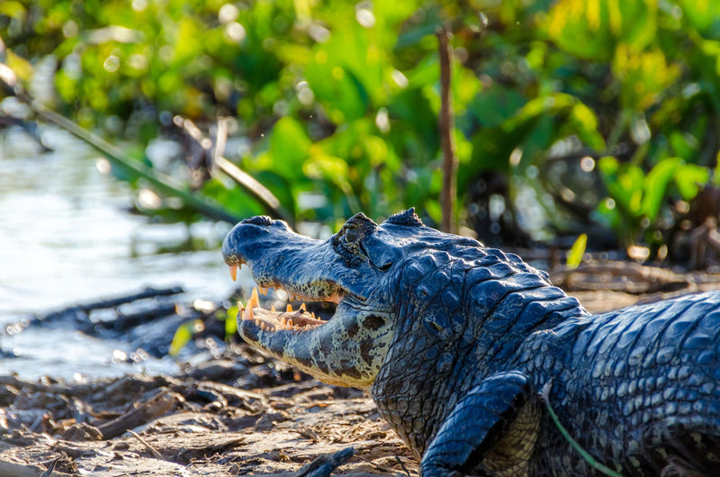 Pantanal, Brazil visual study 01