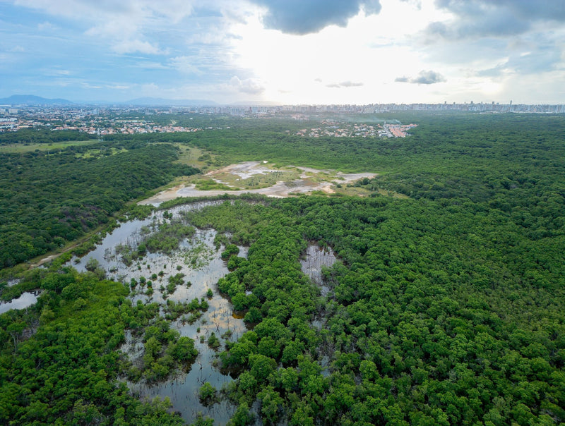 Pantanal, Brazil visual study 02