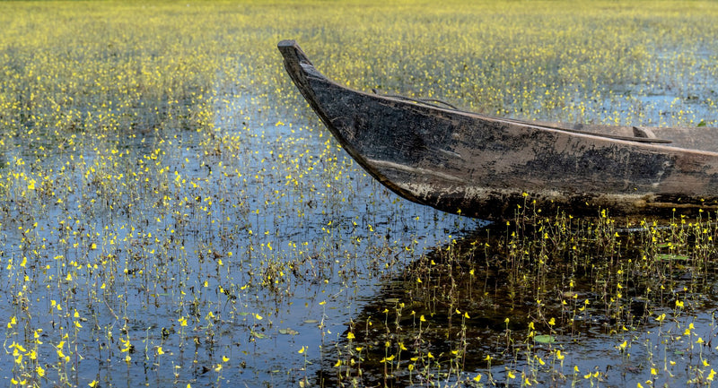 Pantanal, Brazil visual study 03