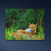 Jaguar in Pantanal Wetlands — close-up thumbnail