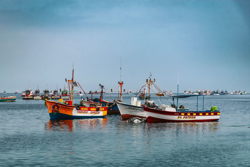 Paracas, Peru study No. 02