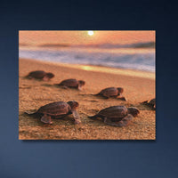 Sea Turtle Hatchlings Beach Release — study 4 thumbnail