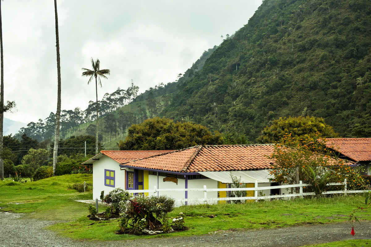 Valle de Cocora, Colombia study No. 01