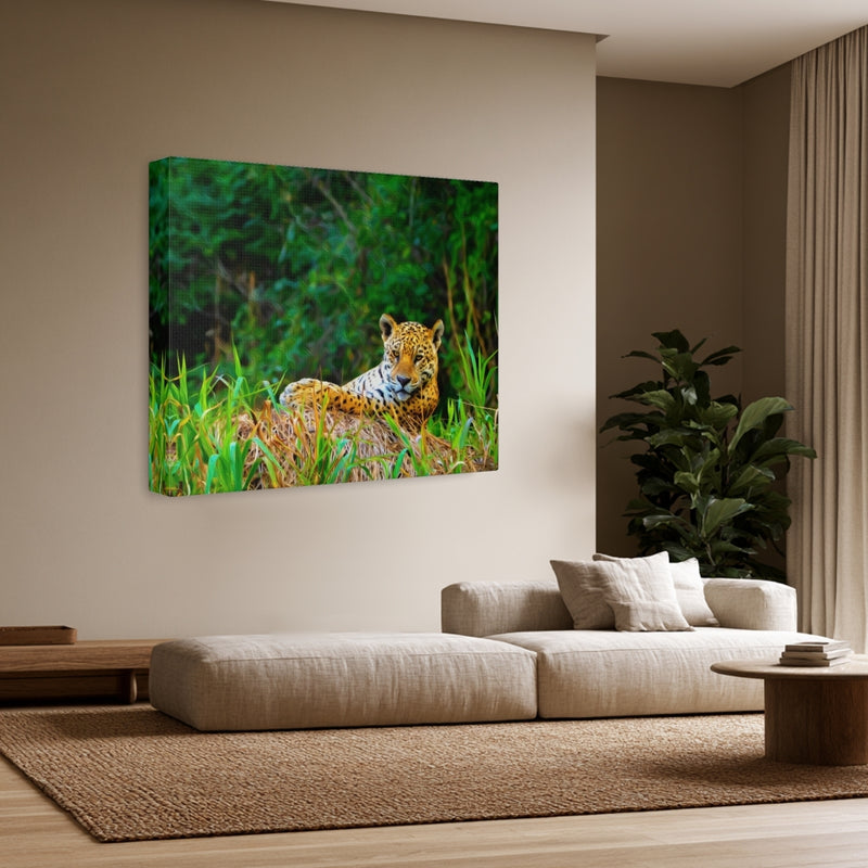 Jaguar in Pantanal Wetlands — Pantanal, Brazil, view 3
