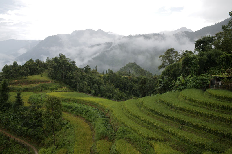 Sapa, Vietnam visual study 02