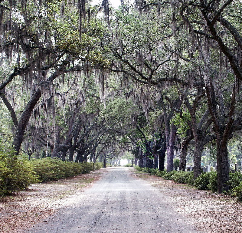 Savannah Historic District, Georgia visual study 03