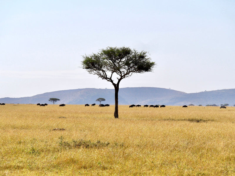 Serengeti, Tanzania visual study 01