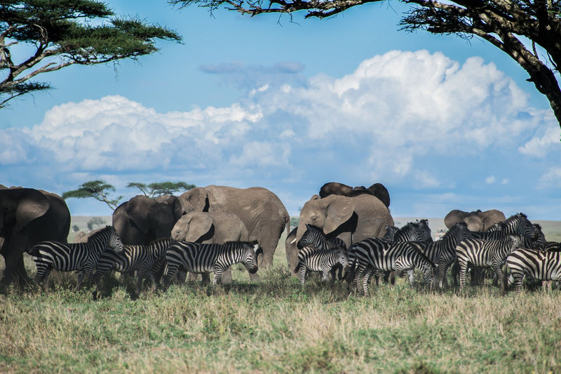 Serengeti, Tanzania visual study 02