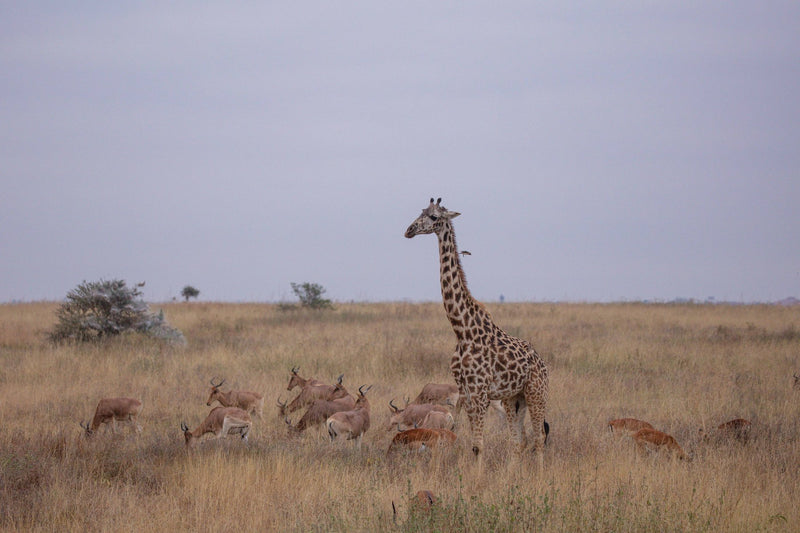 Serengeti, Tanzania visual study 03