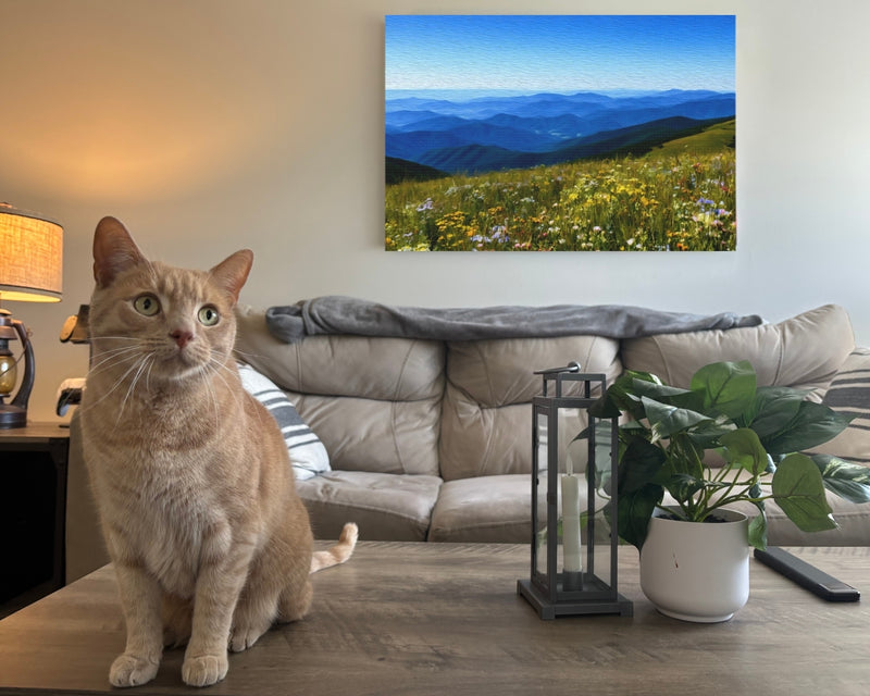 Blue Ridge Wildflower Meadows — Shenandoah National Park, Virginia, view 2