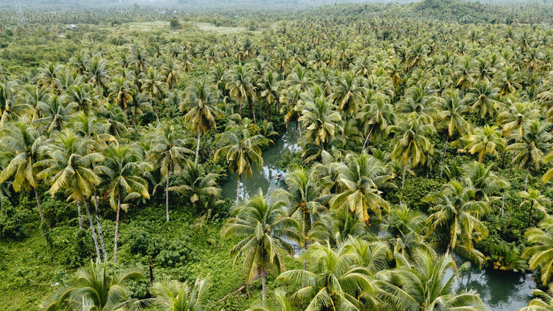 Siargao, Philippines study No. 01