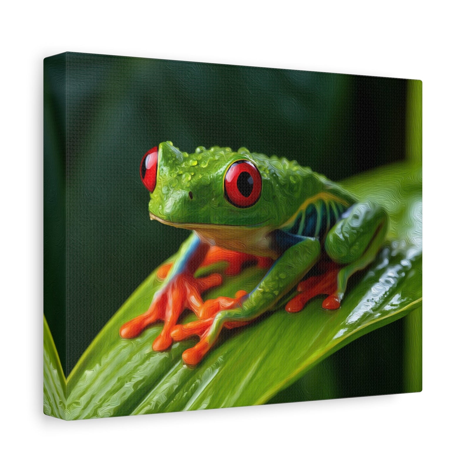 Red-Eyed Tree Frog — Monteverde, Costa Rica, canvas side view