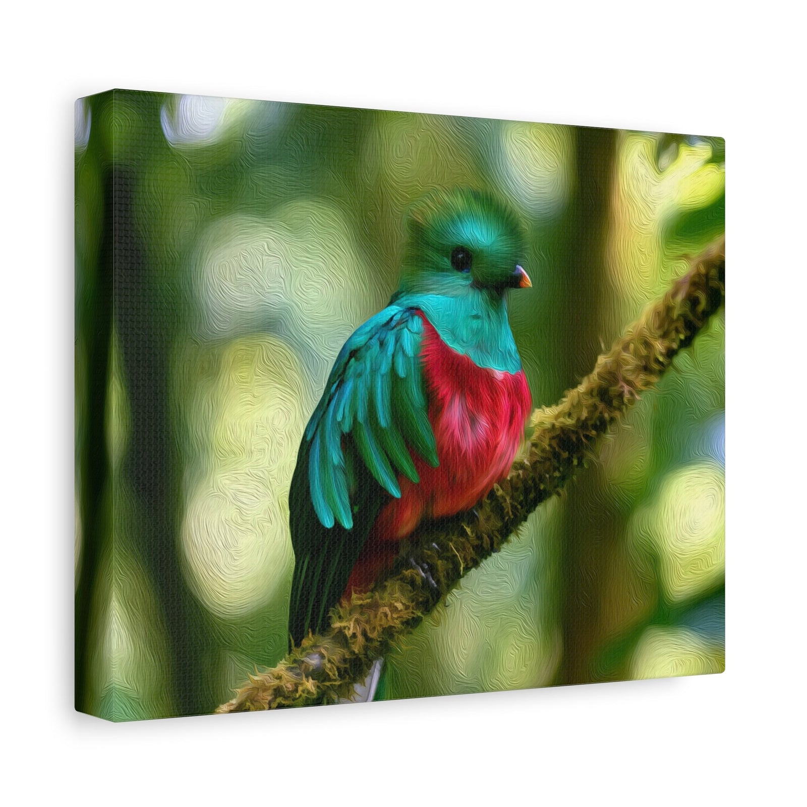 Resplendent Quetzal Cloud Forest — Monteverde, Costa Rica, canvas side view
