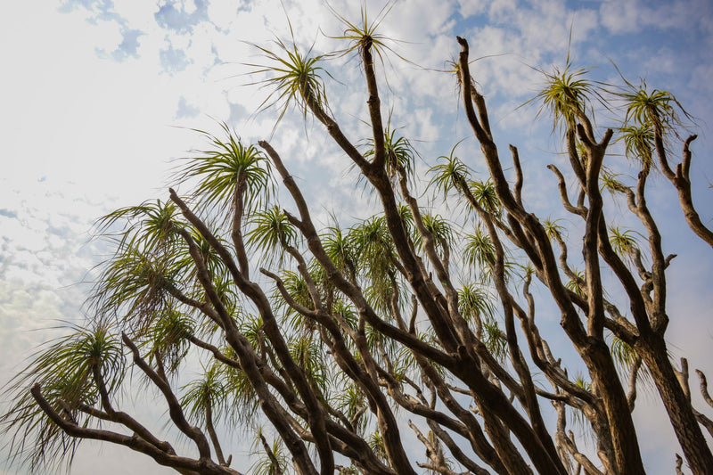 Socotra Island, Yemen study No. 02