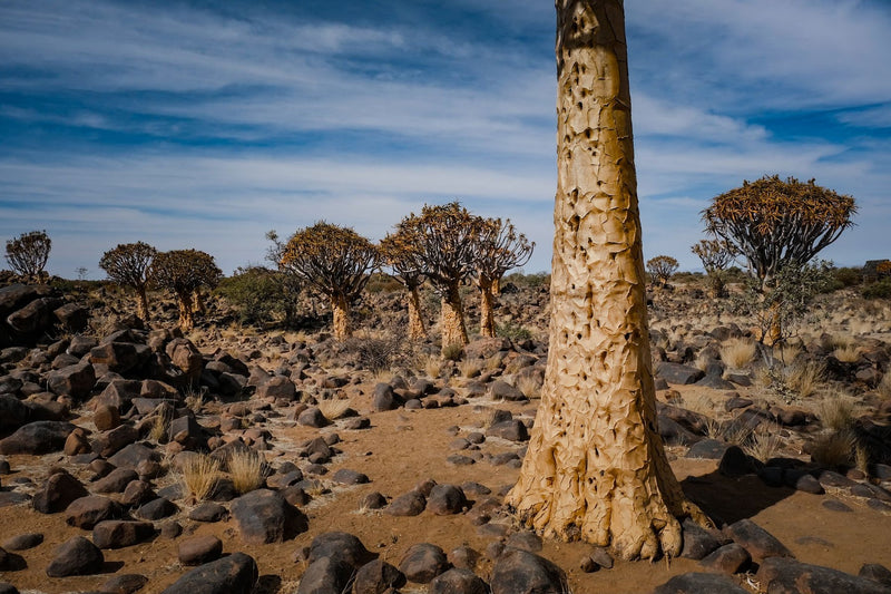 Socotra Island, Yemen study No. 03
