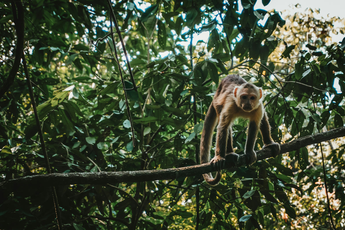 Tayrona National Park, Colombia study No. 02