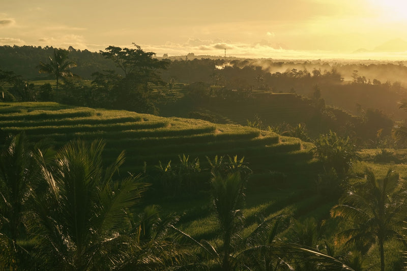 Ubud, Indonesia visual study 01