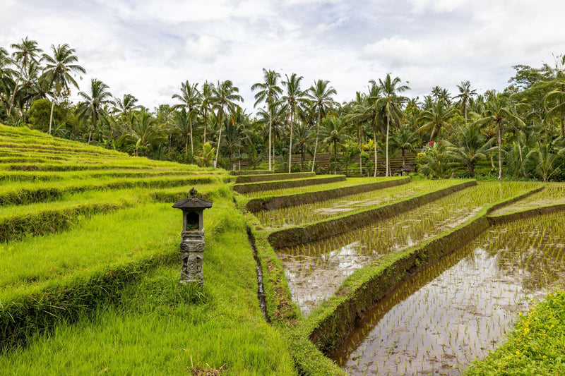 Ubud, Indonesia visual study 02