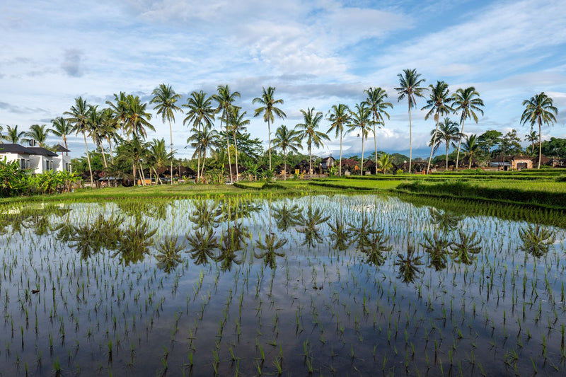 Ubud, Indonesia visual study 03