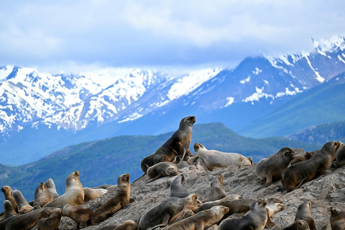 Ushuaia, Argentina study No. 01