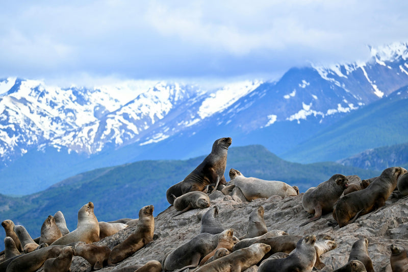 Ushuaia, Argentina visual study 01