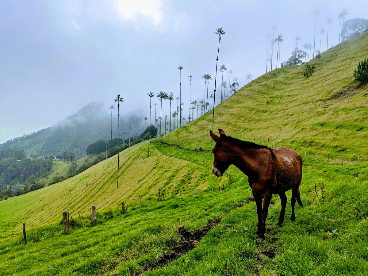 Valle de Cocora, Colombia study No. 03