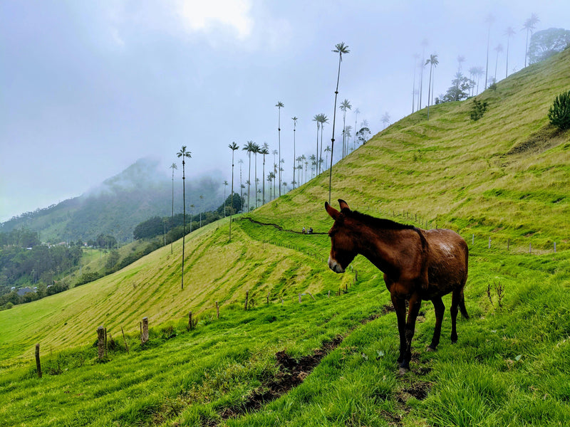Valle de Cocora, Colombia visual study 03