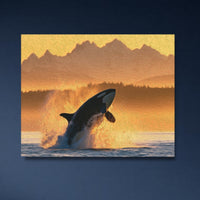Orca Breaching Salish Sea — study 4 thumbnail