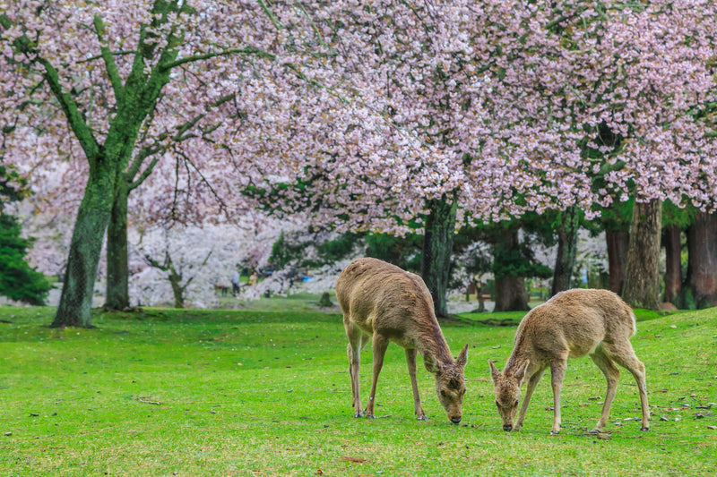 Nara, Japan visual study 01