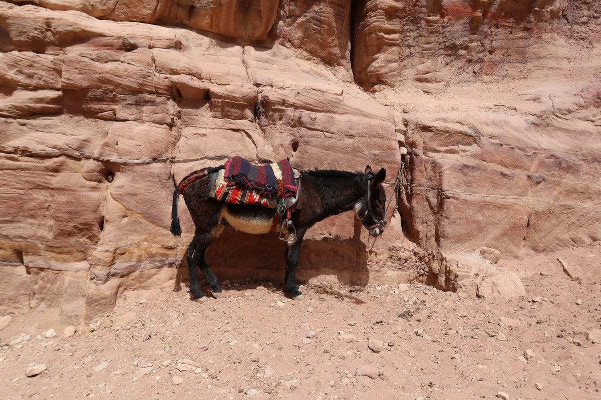 Petra, Jordan study No. 02