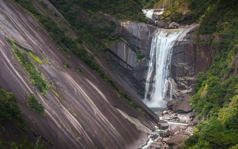 Yakushima, Japan study No. 01