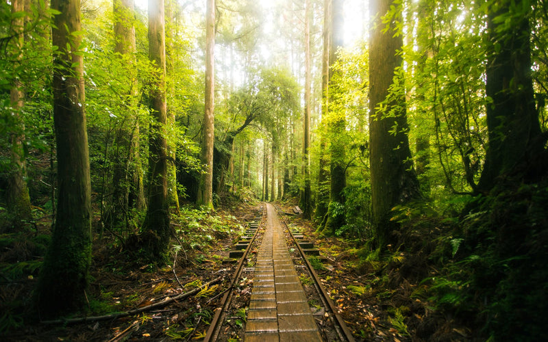Yakushima, Japan study No. 02