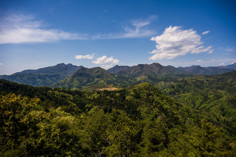 Yakushima, Japan study No. 03