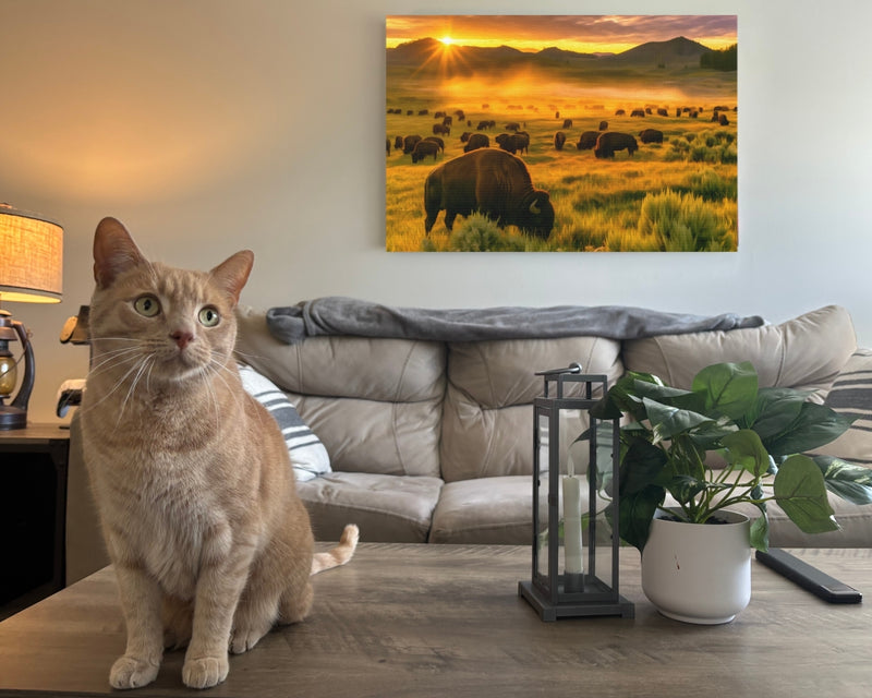 Lamar Valley Bison Herd — Yellowstone National Park, Wyoming, view 2
